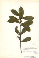 藏品(平遮那灰木)的圖片